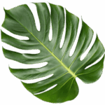 leaf leaf